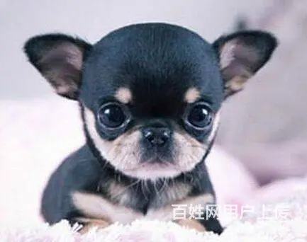 纯种吉娃娃价格 茶杯体苹果头吉娃娃幼犬出售 - 图片 1
