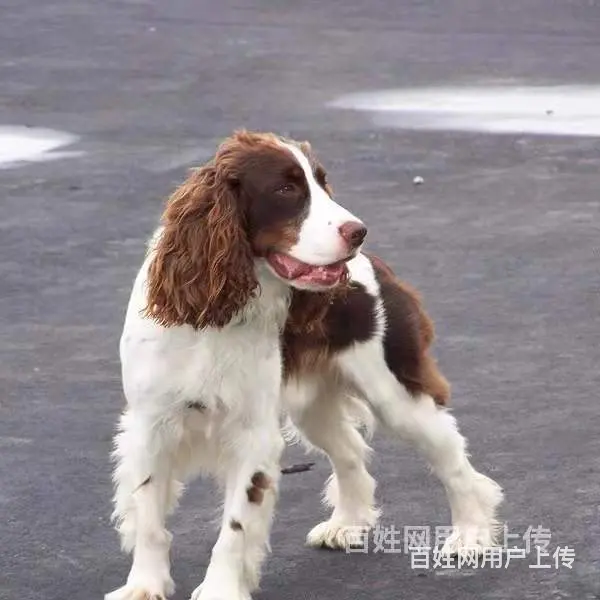 【货到付款犬舍】湖州史宾格多少钱 史宾格好养吗图 - 图片 4