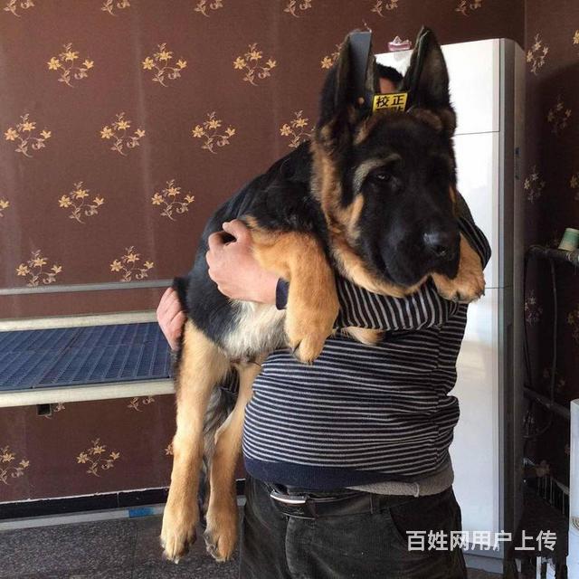 三个月锤系德牧犬出售大头垂系德国牧羊犬弓背