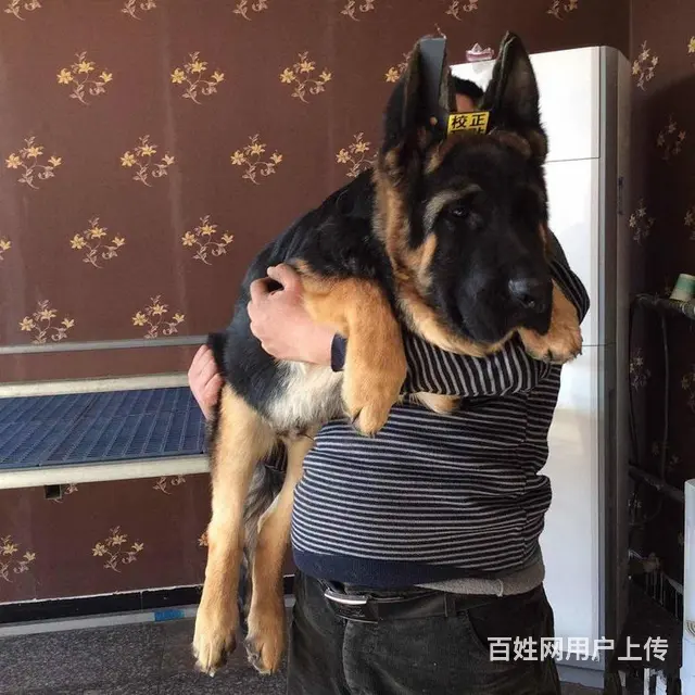 锤系德牧 极品德牧幼犬 签合同保健康 北京送狗 - 图片 4