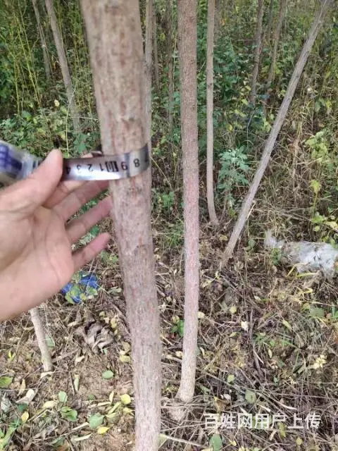 占地绿化苗 - 图片 1