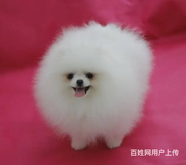 直销纯种哈多利球形白博美∕ 黄博美∕ 俊介版博美 - 图片 9