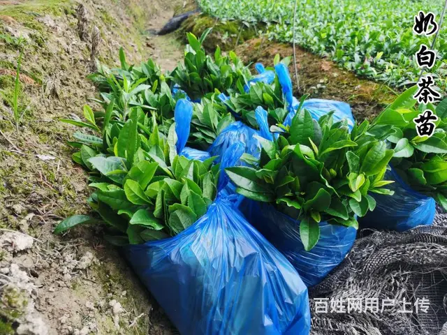 茶苗起拔 奶白茶苗 自产自销 品质保证 - 图片 3