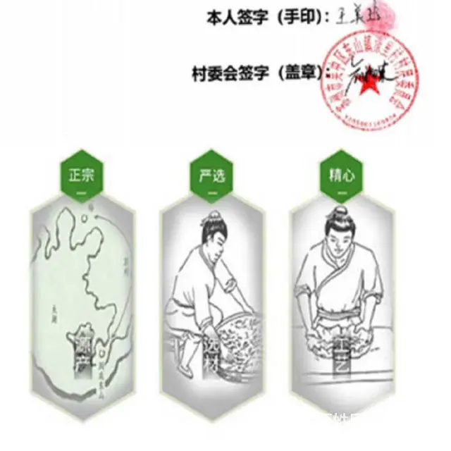 三级碧螺 . 苏州东山碧螺春茶叶正宗洞庭碧螺春绿茶 - 图片 6