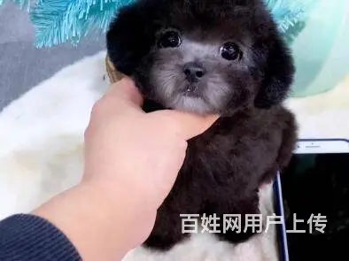 承德泰迪多少钱一只 泰迪价格 茶杯犬泰迪 - 图片 5