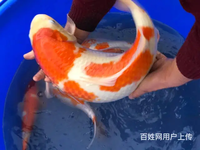 苏州渔乐日本锦鲤养殖场 - 图片 7