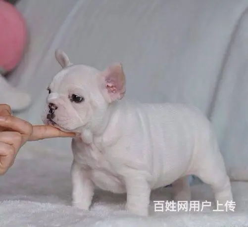纯种法国斗牛犬幼犬、CKU认证犬舍、签协议可送货 - 图片 6