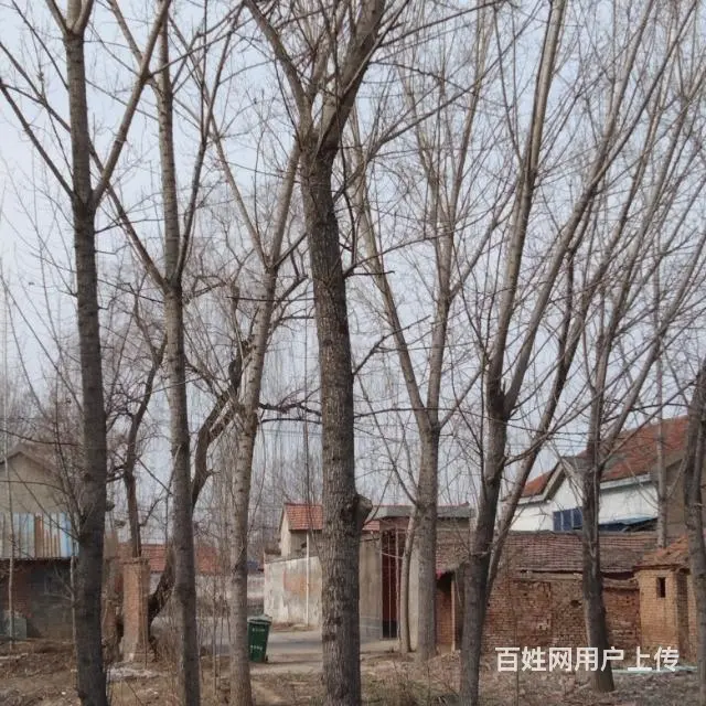 淄博市境内收树 - 图片