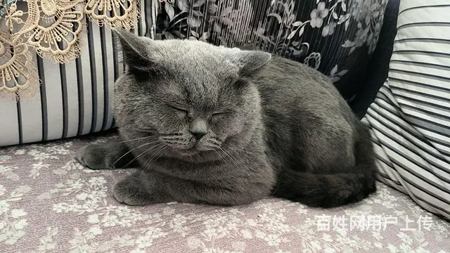 出租房屋 - 图片 6