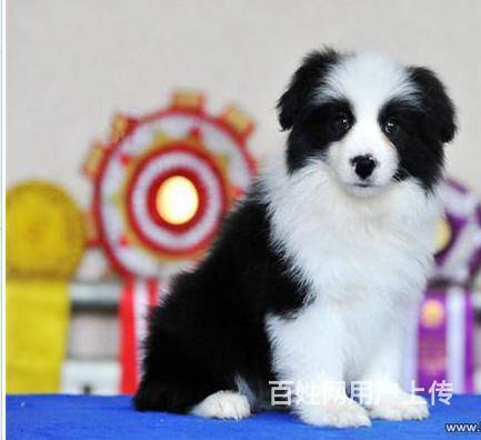 纯种边境牧羊犬 黑白边牧价格 打完疫苗带证书的图片