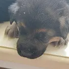 德牧