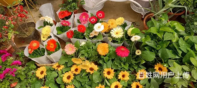 大量出售月季花草莓苗玫瑰花无尽夏绣球草花 - 图片 1