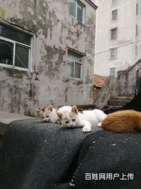 送4只家养小奶猫 - 图片 2