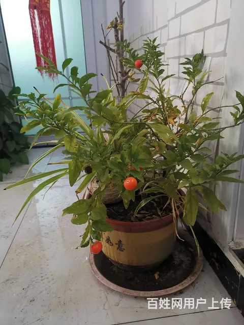 转让自养的花卉 - 图片 8