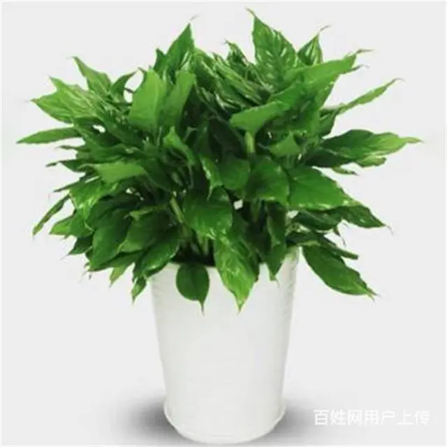 苏州苏小朵绿植租赁 盆栽绿植出租 基地直接配送 - 图片 9