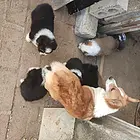 出售柯基幼犬