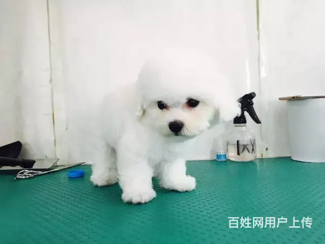 辽阳哪有繁殖比熊幼犬的，比熊幼犬多少钱一只 - 图片 7