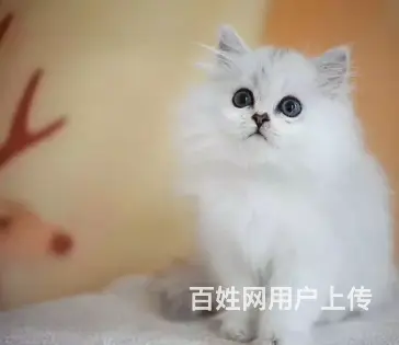 湖州哪里有金吉拉卖的金吉拉好养吗疫苗齐全包健康 - 图片 2