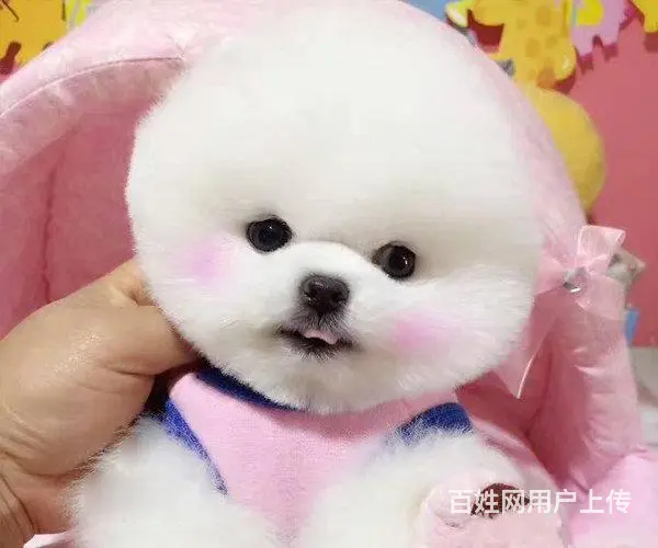 专业繁殖博美，哈多利球体博美，可送货上门挑可签协议 - 图片 8