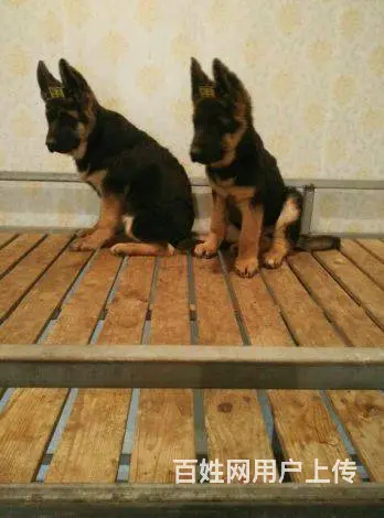 纯种锤系德国牧羊犬出售 锤系德牧价格 北京德牧犬舍 - 图片 1