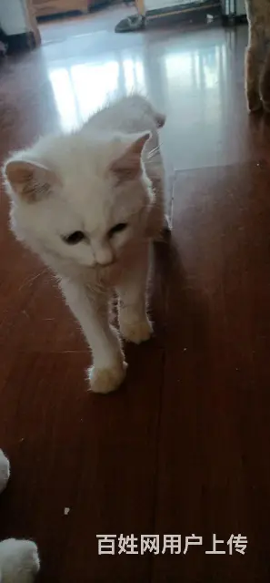【搞定了！】三个月小猫免费送送送急急急 - 图片 3