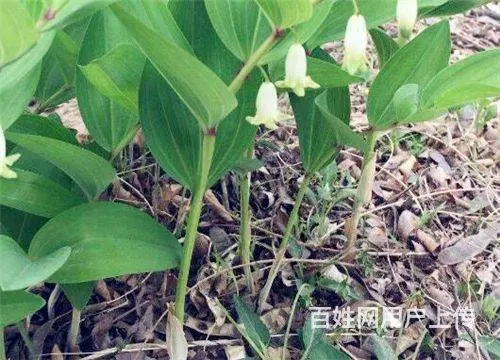 湖北百草堂黄精种植以绿色理念为笔，开启生态新征程 - 图片 2