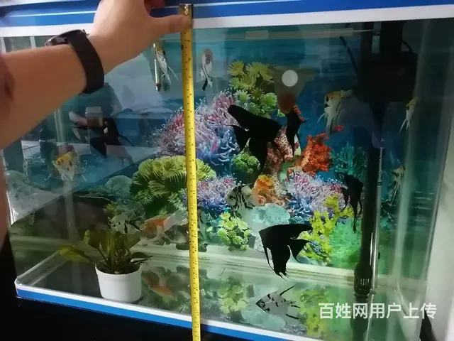迷你鹦鹉和燕鱼 - 图片 1