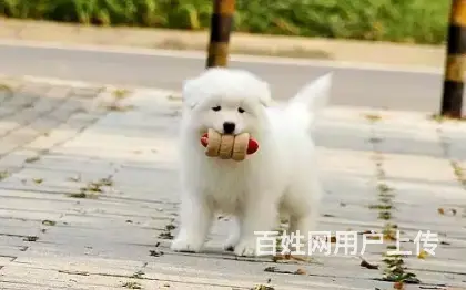 邢台萨摩耶多少钱一只 邢台萨摩耶怎么卖 萨摩耶价格 - 图片 11