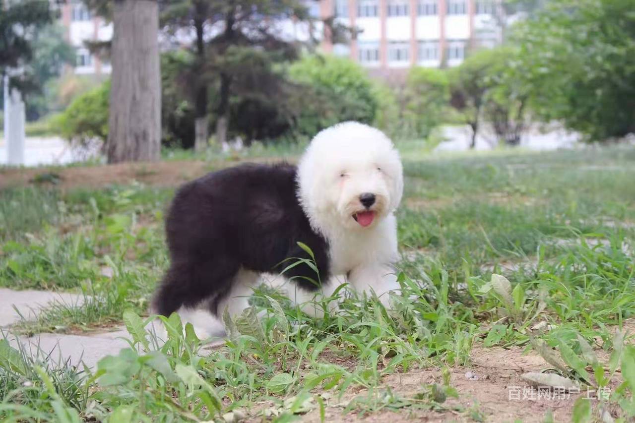 哪里有卖古牧幼犬的 大毛量白头通背 疫苗齐健康保证