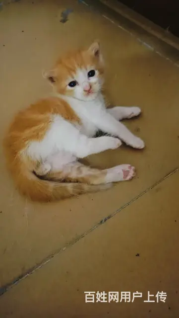 混血布偶小奶猫找新家 - 图片 5
