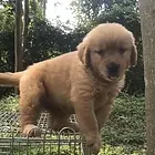 邢台【*推荐】金毛犬舍‖金毛养殖场