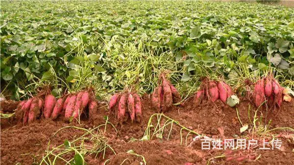 睢宁县梁集镇戚姬村有零散十几亩土地出租 - 图片 8