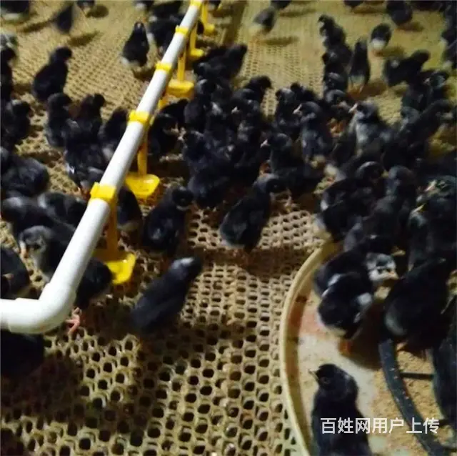 烟台鸡苗，烟台小鸡苗小鹅，烟台鹅苗 - 图片 7