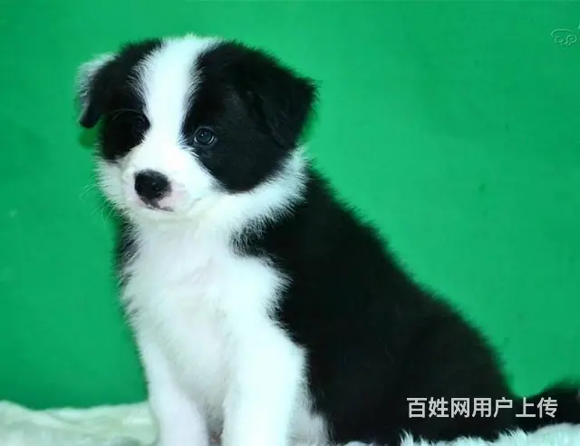 边境牧羊犬 黑白色边牧价格 纯种边牧出售 - 图片 5