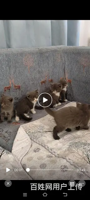 英短蓝猫 - 图片 1