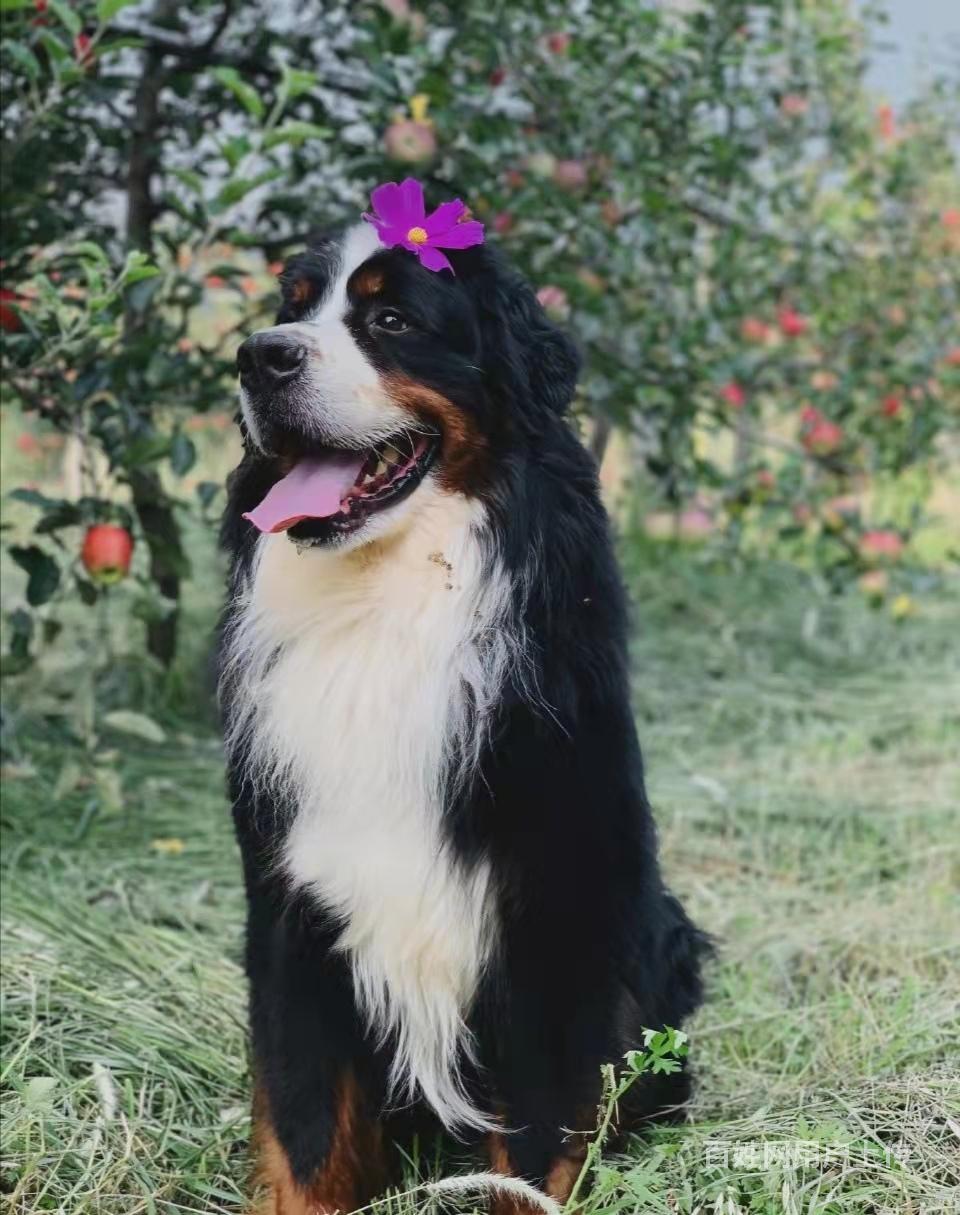 伯恩山犬多少钱?伯恩山犬有多重?