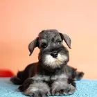嘉兴哪里可以买到精品雪纳瑞犬 雪纳瑞连锁店