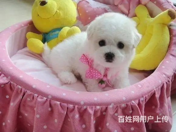 广州比熊犬一只多少钱 实体犬舍 自家繁殖保健康 - 图片 5