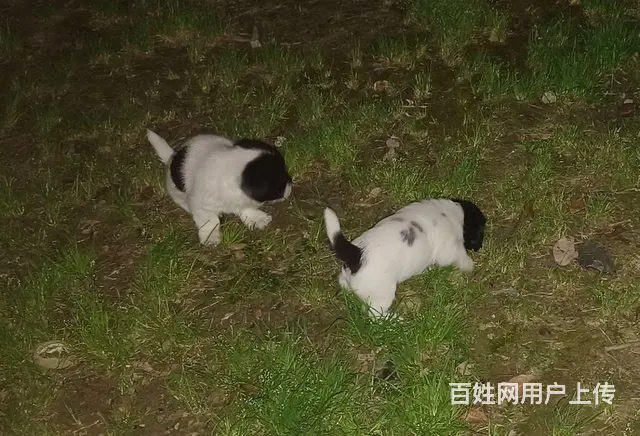 免费赠送狗狗 - 图片 6