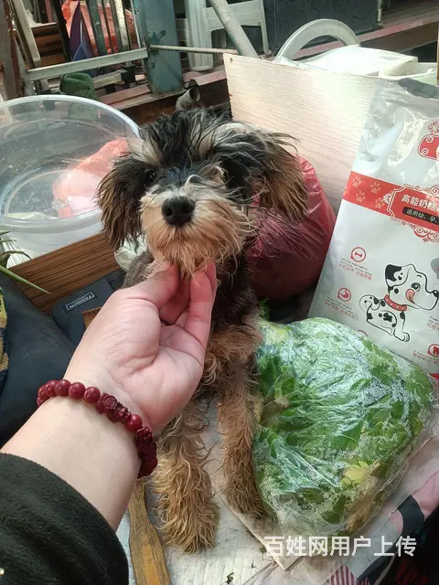 【搞定了！】出售五个半月的雪纳瑞公， - 图片 3