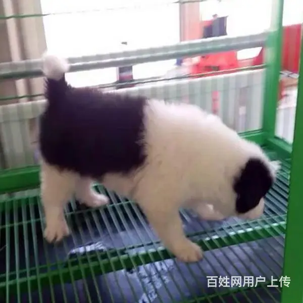 辽阳有什么靠谱的边牧犬舍推荐吗 - 图片 11