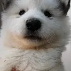 渭南买一只柯基需要多少钱，柯基犬舍地址