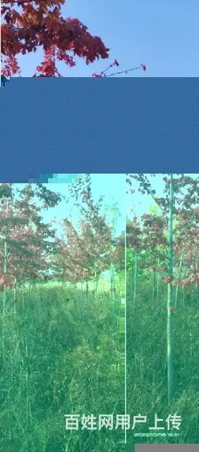 旅顺口哪里有出售耐寒抗冻美国红枫 - 图片 3