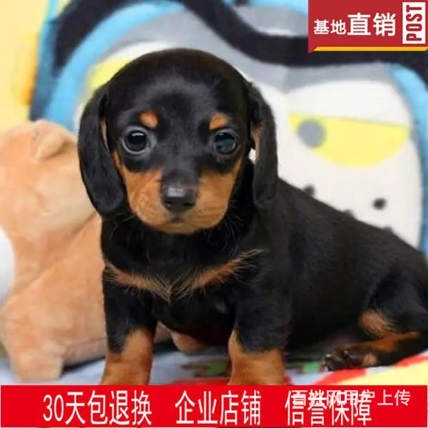 衡阳【十年老店】常年繁殖优质血统腊肠犬幼犬 - 图片 11