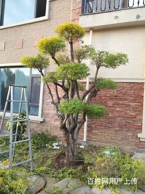 专业修剪所有树木，专业伐树团队， - 图片 4