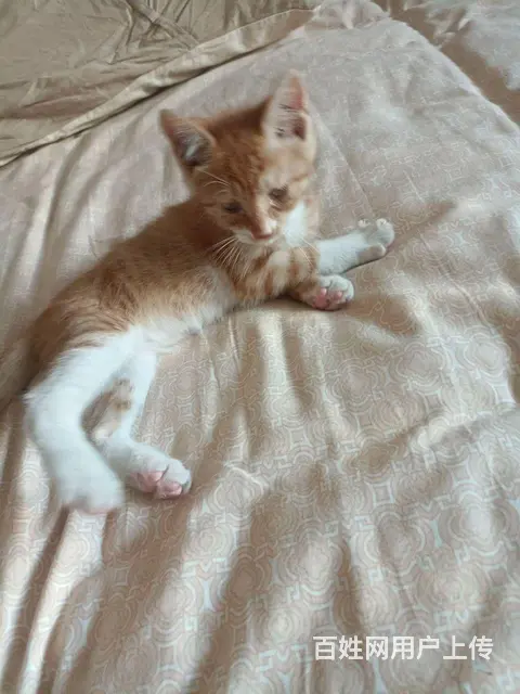 小橘猫免费领养 - 图片 1