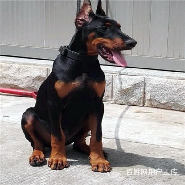 辽源犬舍推荐-正规养殖杜宾的地方的图片