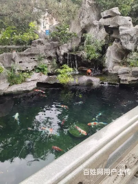 鱼池维护 - 图片 6