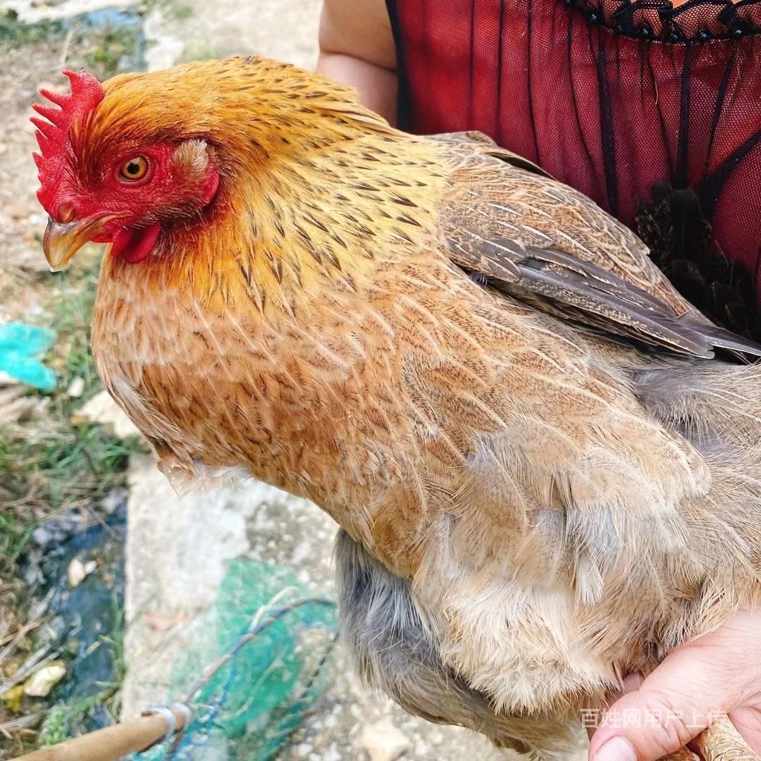 广州白云区散养土鸡沉香林全放养走地鸡土鸡蛋批发笨鸡