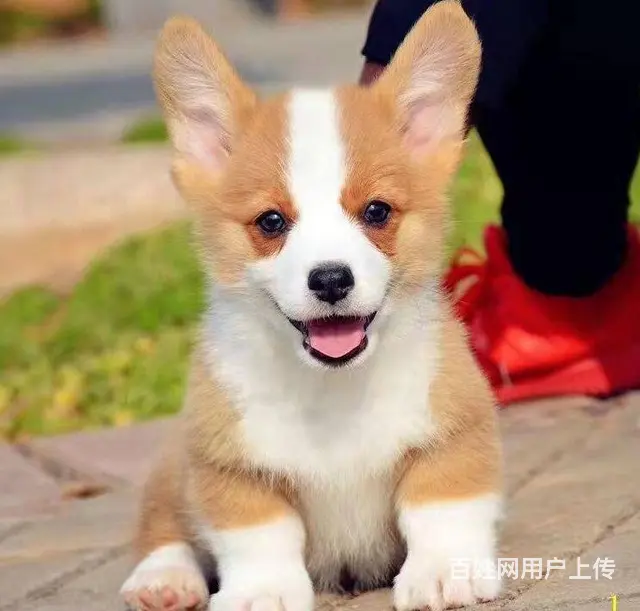 双血统柯基幼犬现货可挑柯基价格柯基犬好不好养图片 - 图片 2